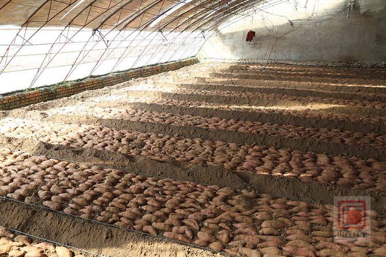 Time and method of cultivation of potatoes
