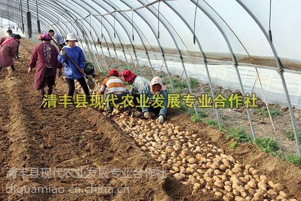 Time and method of cultivation of potatoes