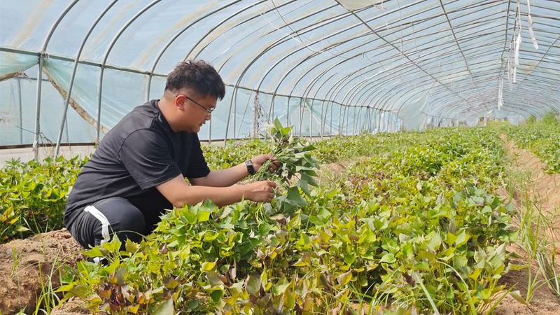 Time and method of cultivation of potatoes