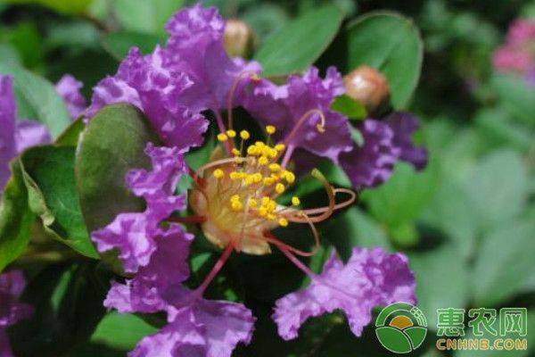 Violet cultivation methods