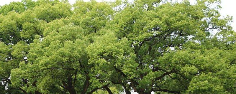 Plantation techniques for safrole trees