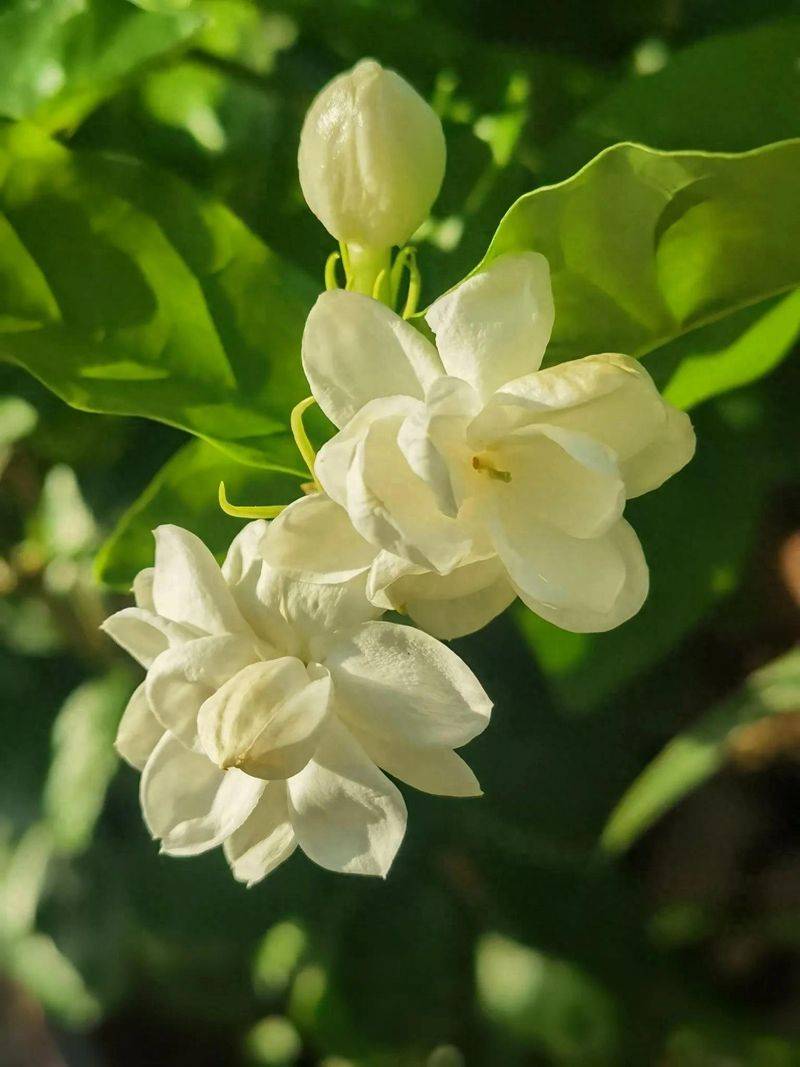 Family flower cultivation methods