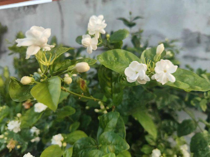 Family flower cultivation methods