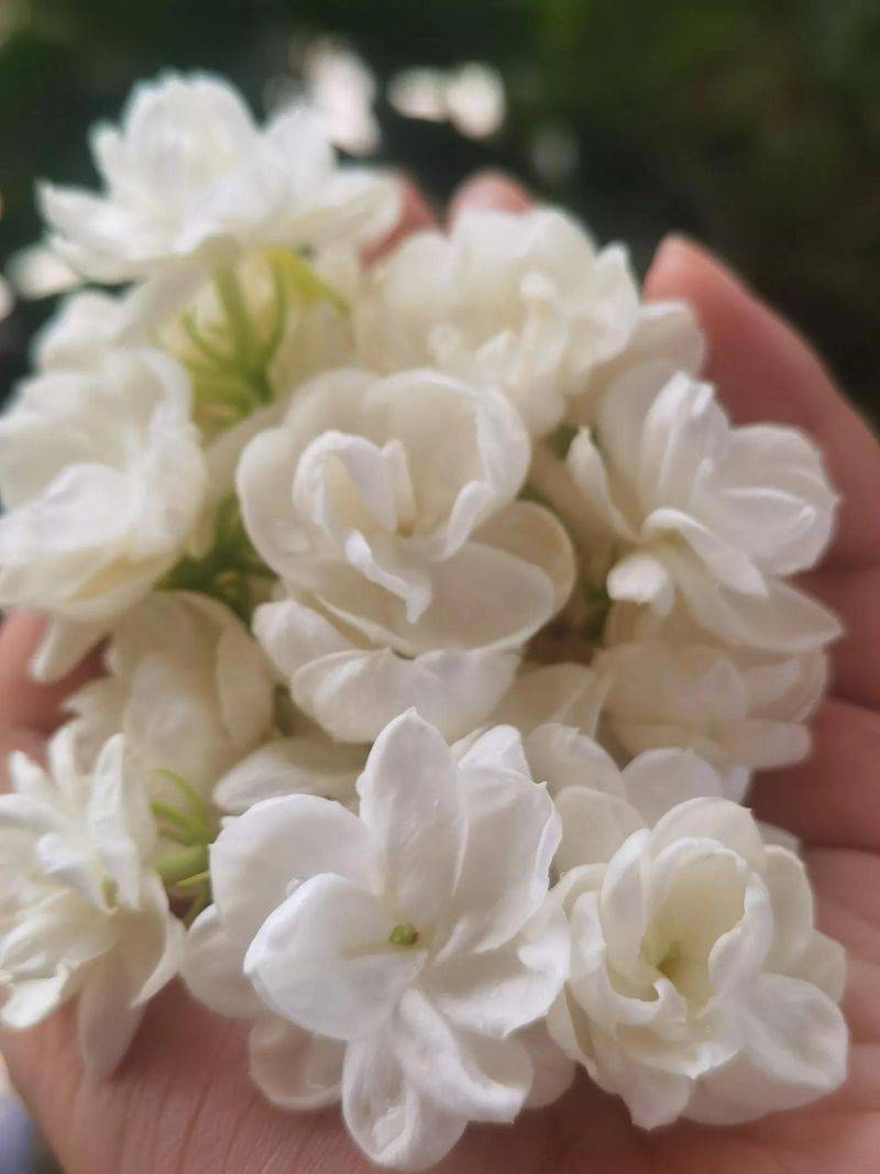 Family flower cultivation methods