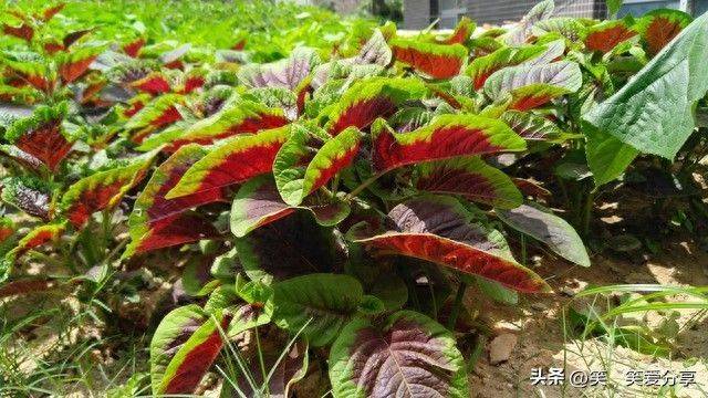 The method of growing cabbage in summer
