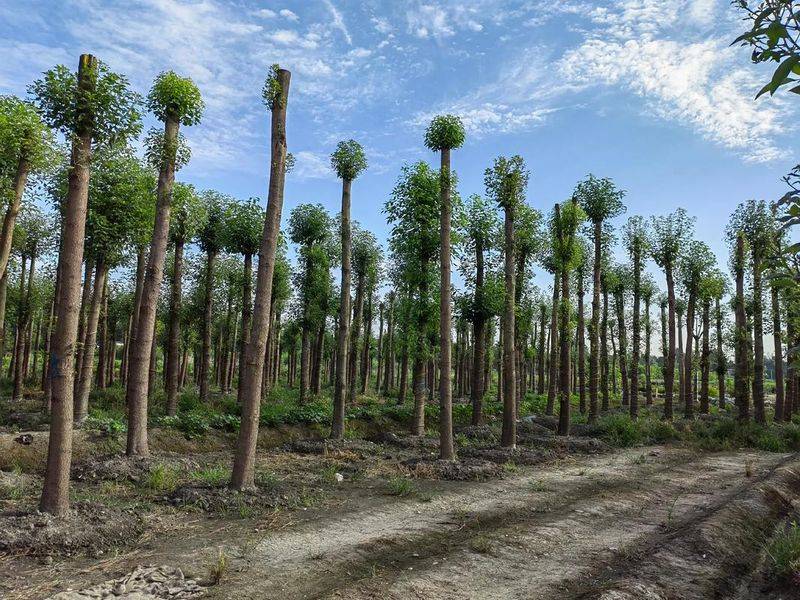 Plantation techniques for safrole trees
