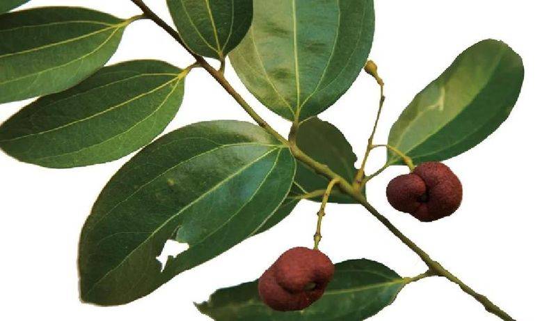 Plantation techniques for safrole trees