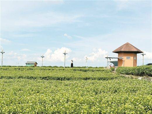 Jasmine plantation technology