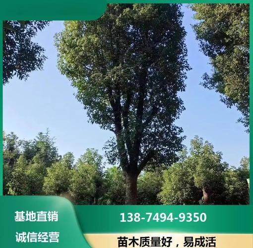 Plantation techniques for safrole trees