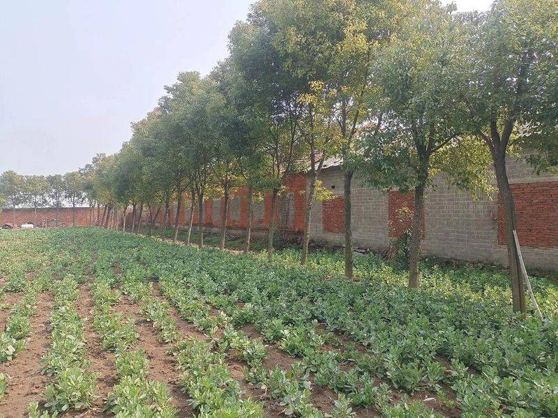 Plantation techniques for safrole trees