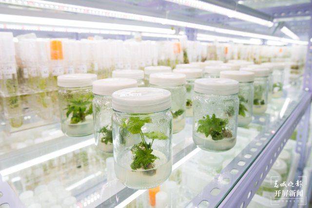 The technique of planting ricin