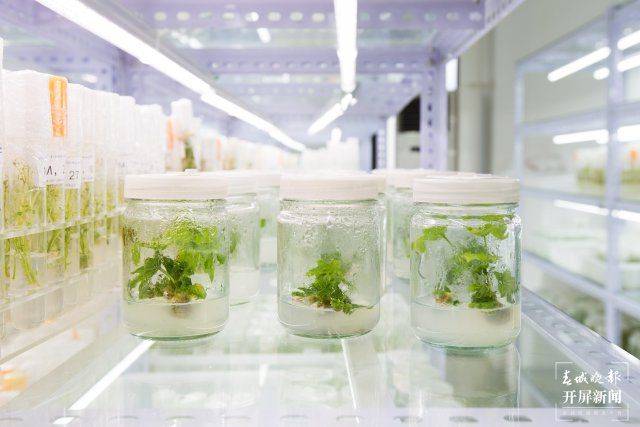 The technique of planting ricin