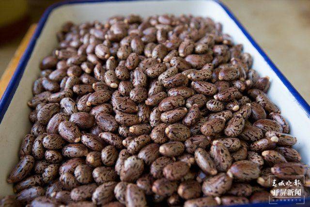 The technique of planting ricin