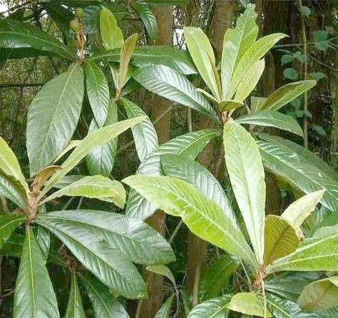 Cultivation methods