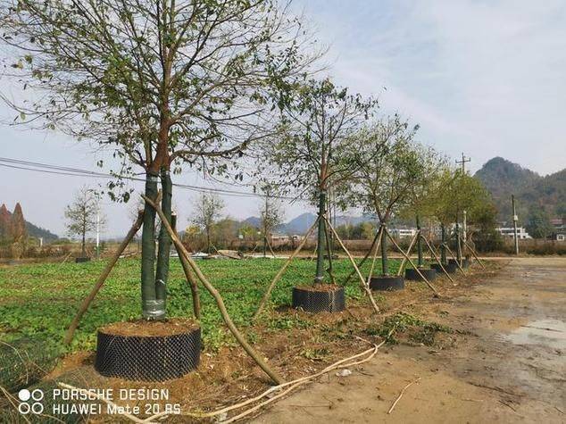 Plantation techniques for safrole trees