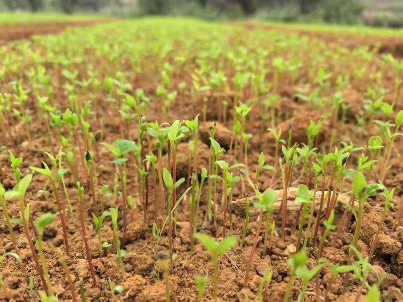 Plantation techniques for safrole trees