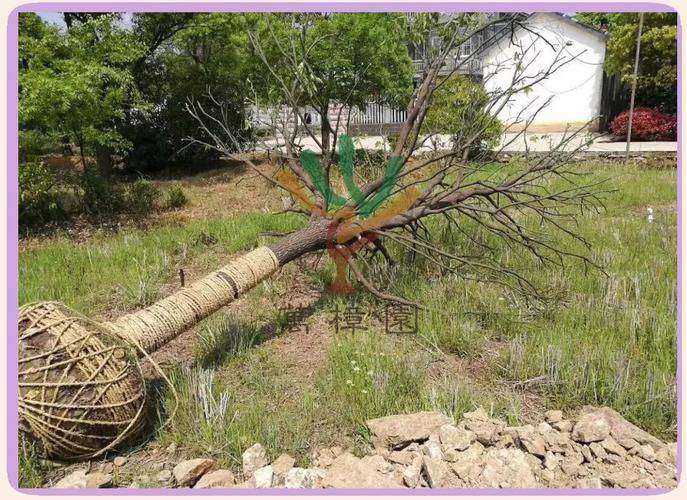 Plantation techniques for safrole trees