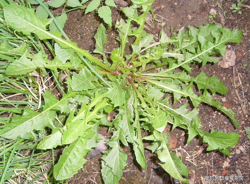 食用百合的种植方法