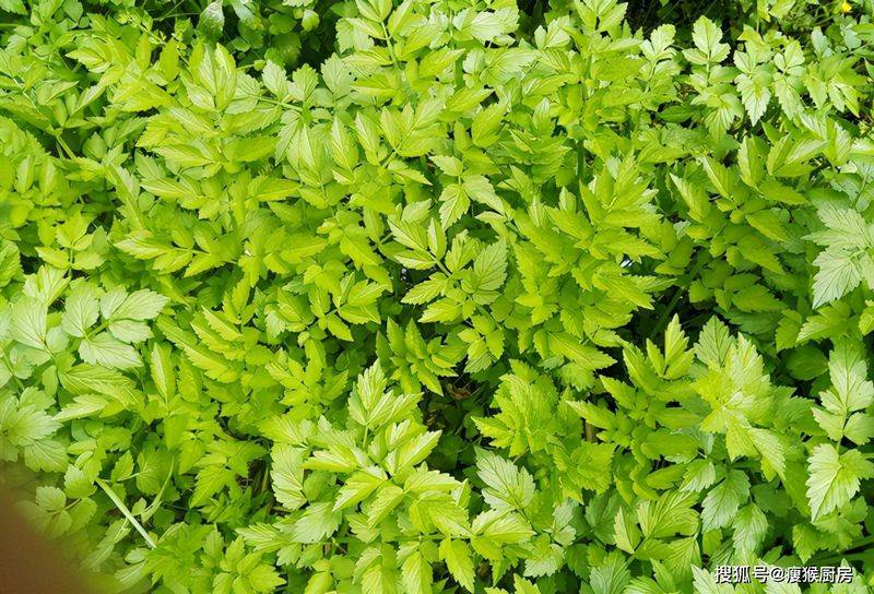 食用百合的种植方法