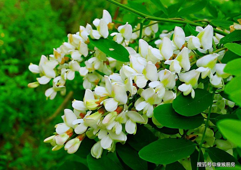 食用百合的种植方法