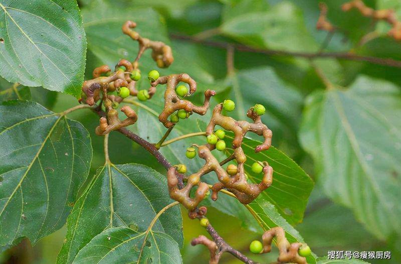 食用百合的种植方法
