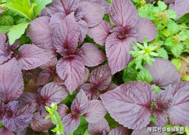 食用百合的种植方法