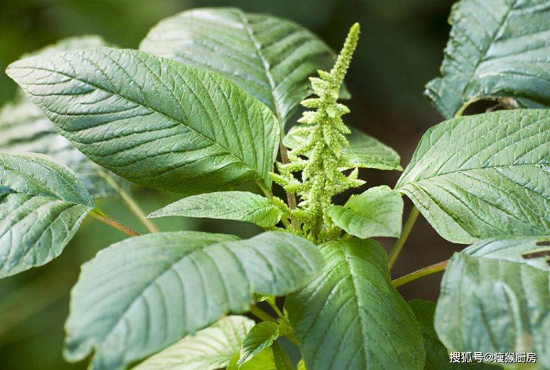 食用百合的种植方法