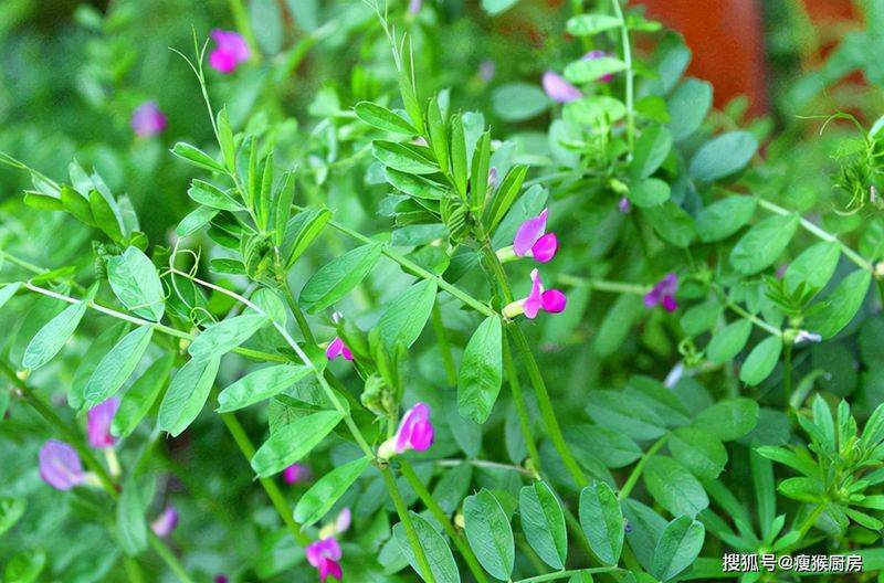 食用百合的种植方法