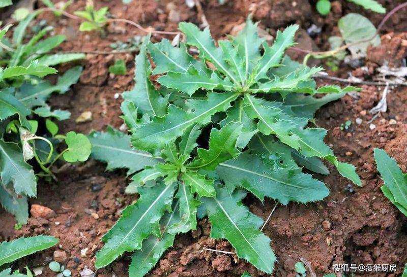 食用百合的种植方法