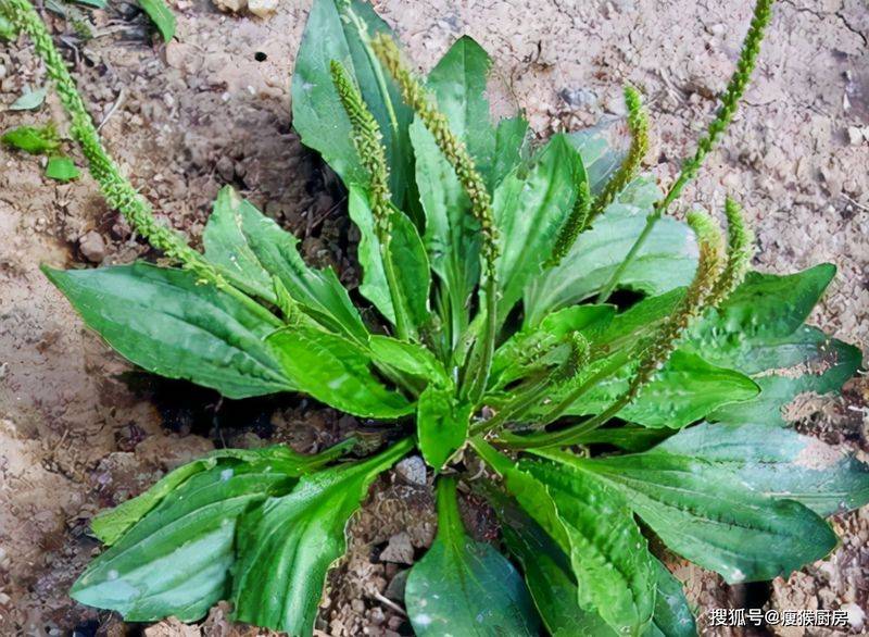 食用百合的种植方法