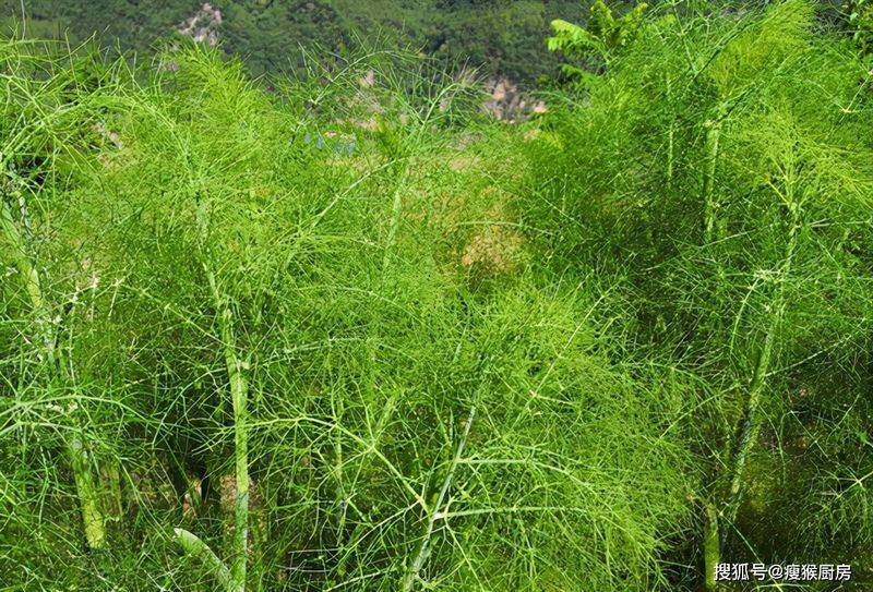 食用百合的种植方法