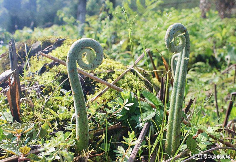 食用百合的种植方法