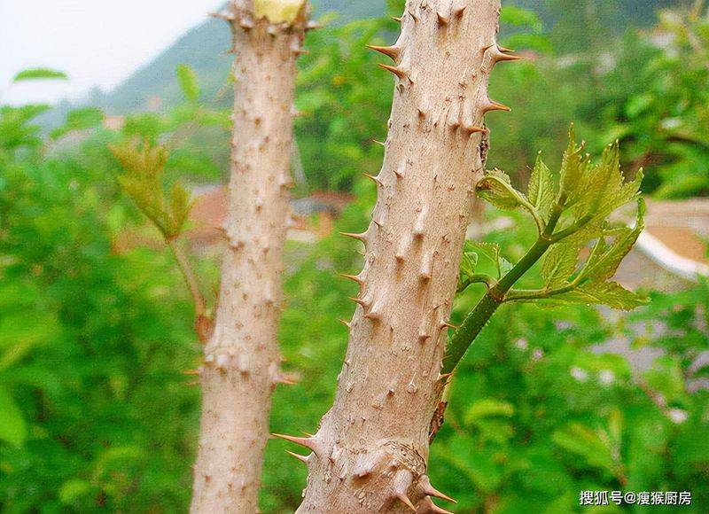 食用百合的种植方法