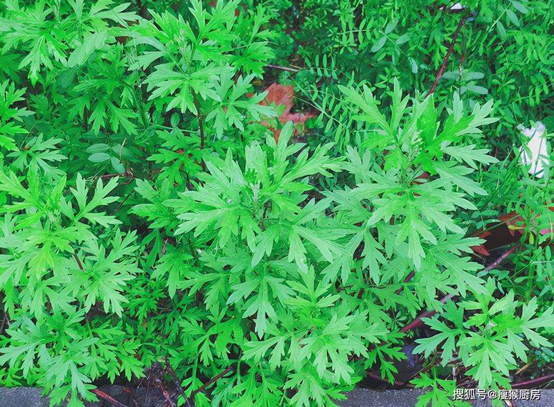 食用百合的种植方法