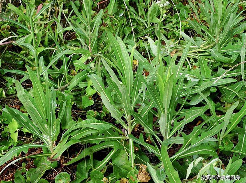 食用百合的种植方法