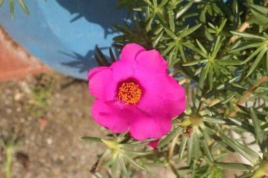 Family flower cultivation methods