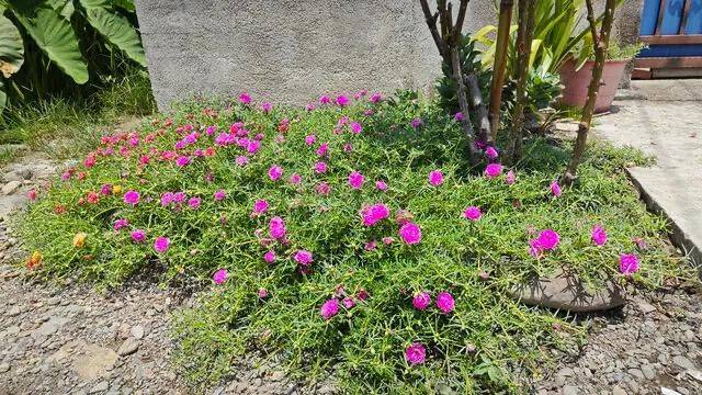 Family flower cultivation methods