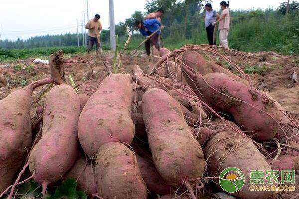 Time and method of cultivation of potatoes