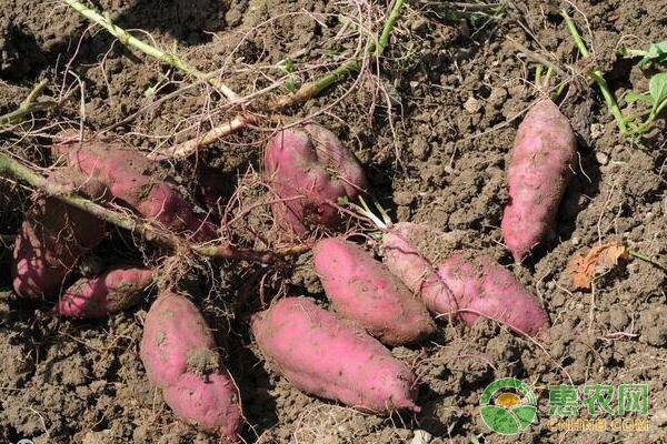Time and method of cultivation of potatoes