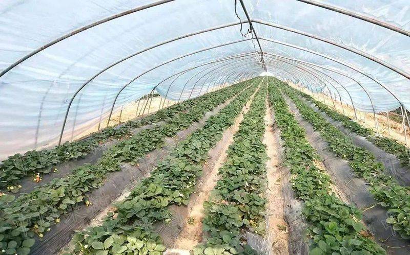 适应大棚种植的新品种果树