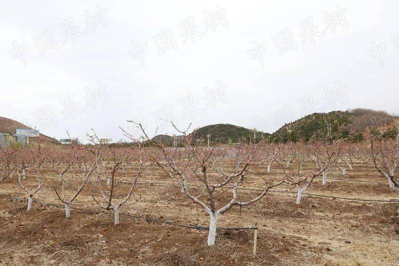 适应大棚种植的新品种果树