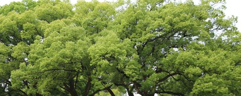Plantation techniques for safrole trees