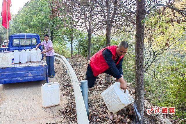 Plantation techniques for safrole trees