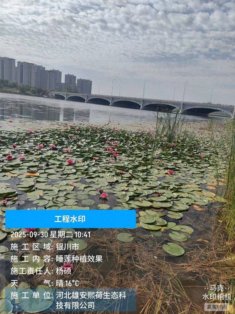 家庭荷花的种植方法