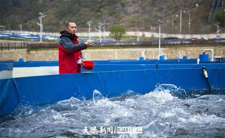 Price of rainbow trout feed