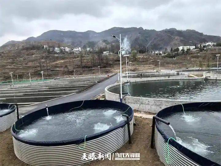 Price of rainbow trout feed