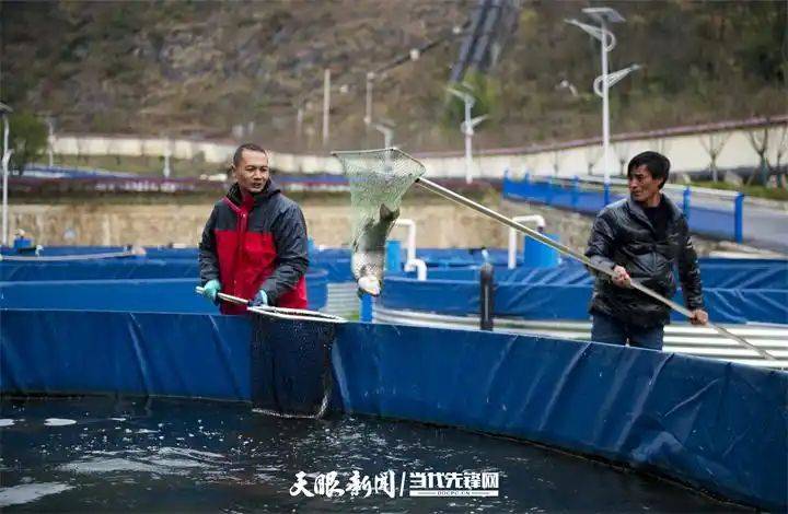 Price of rainbow trout feed
