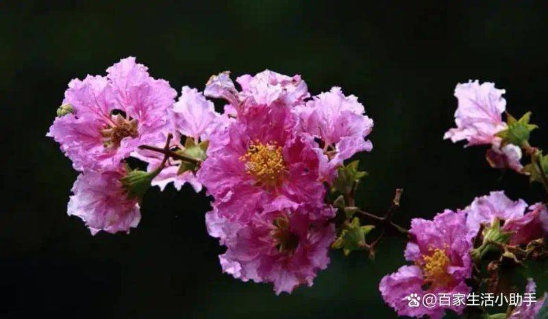 Violet cultivation methods