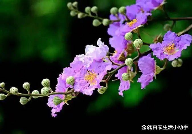 Violet cultivation methods