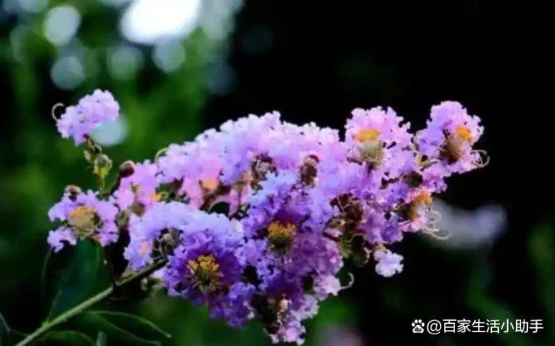 Violet cultivation methods